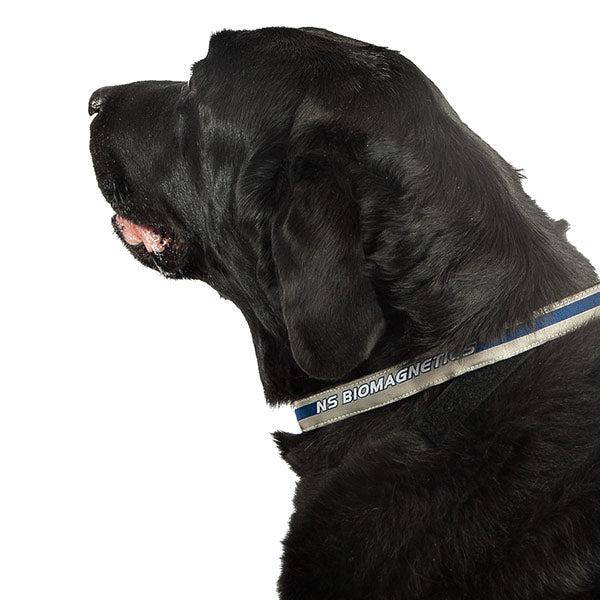 Magnetisches Halsband für Tiere