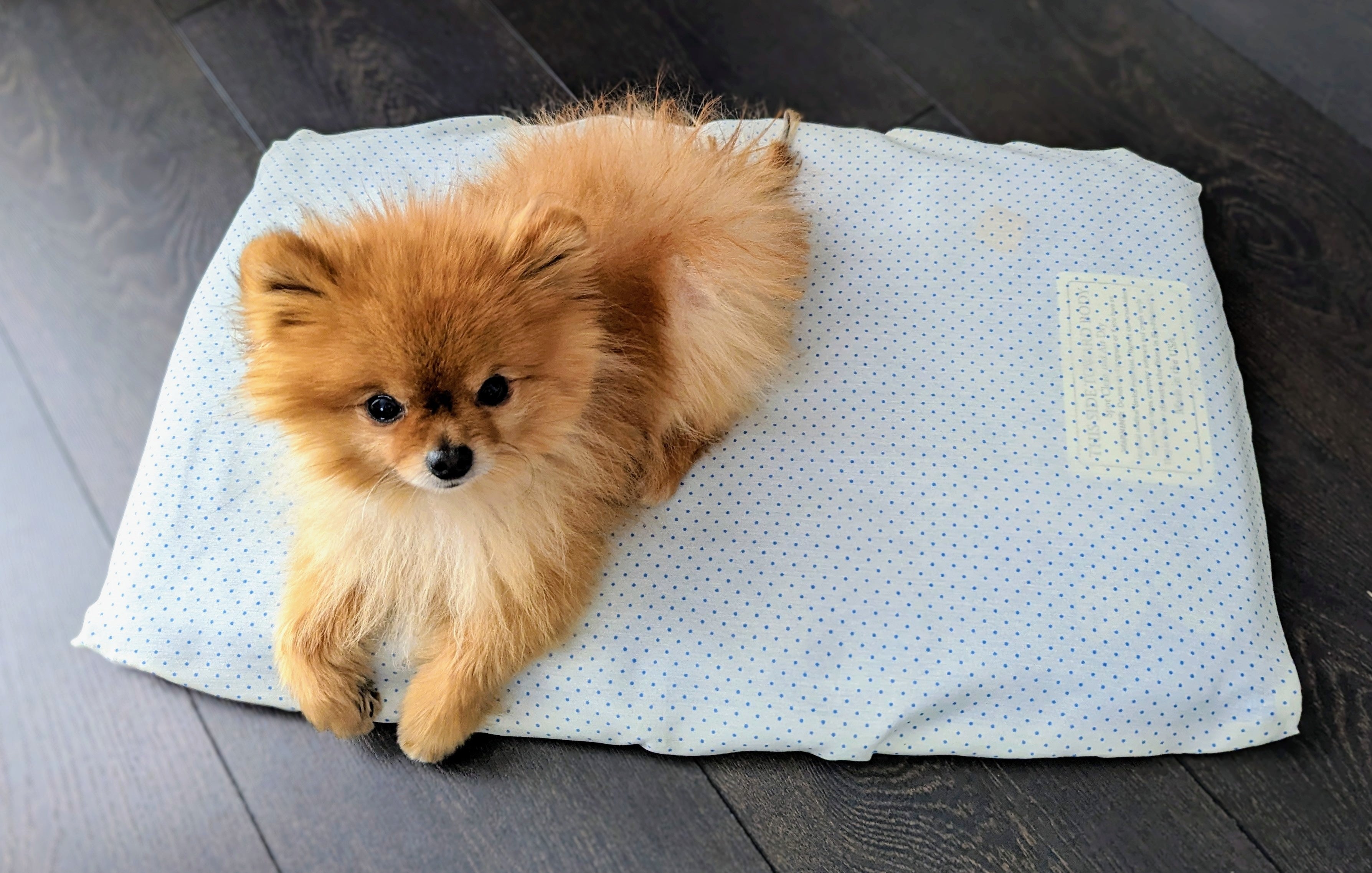 Tiere: Bett mit Magneten für Katzen und Hunde