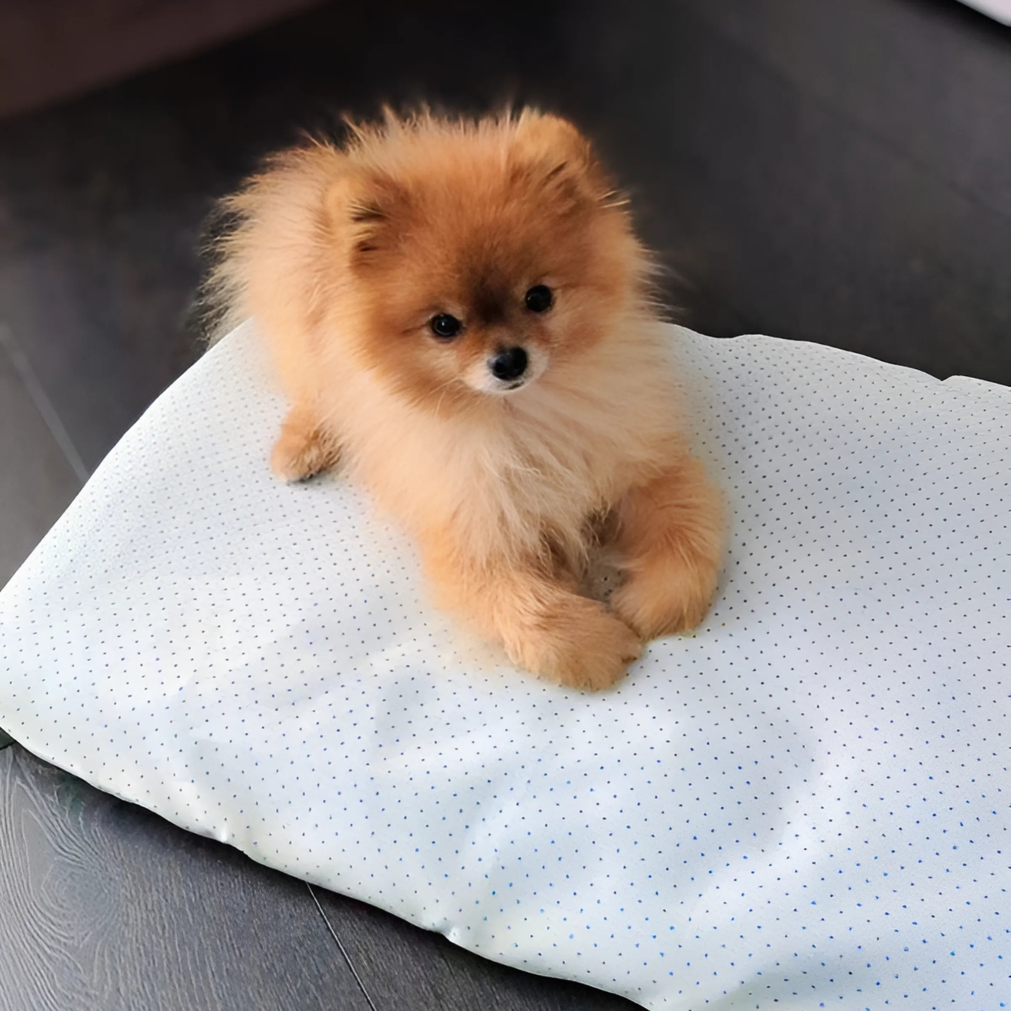 Tiere: Bett mit Magneten für Katzen und Hunde